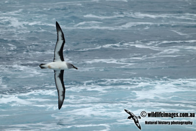 Grey-headed Albatross a1516.jpg