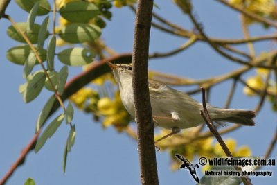 Arctic Warbler a7928a.jpg