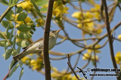 Arctic Warbler a7933.jpg