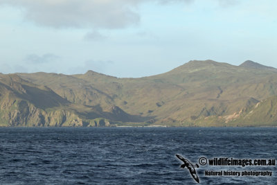 Macquarie Island a7205.jpg