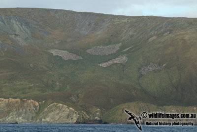 Macquarie Island a7221.jpg