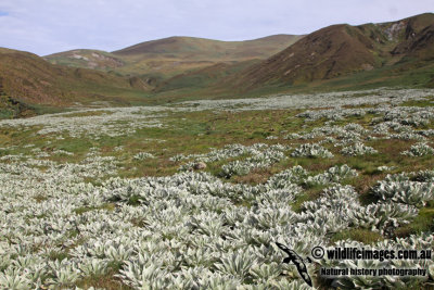 Macquarie Island a7965.jpg