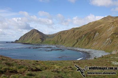 Macquarie Island a7978.jpg