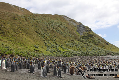 Macquarie Island a8033.jpg