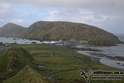 Macquarie Island a8471.jpg