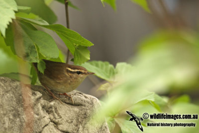 Asian Stubtail a8084.jpg