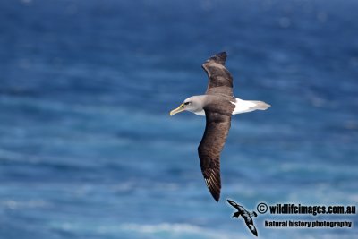 Buller's Albatross a8164.jpg