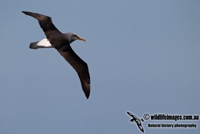 Buller's Albatross a8174.jpg