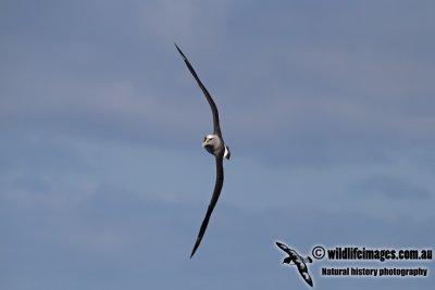 Buller's Albatross a8187.jpg