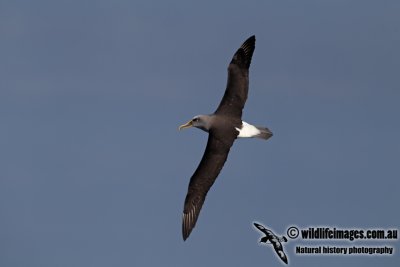 Buller's Albatross a8204.jpg