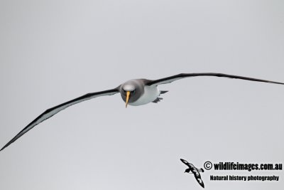 Buller's Albatross a9535.jpg