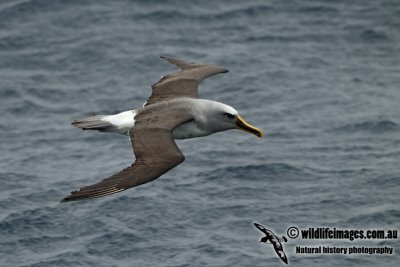 Buller's Albatross a6083.jpg