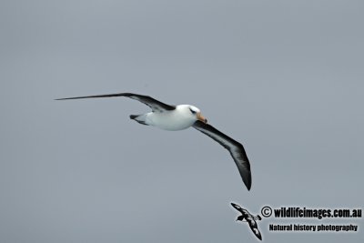 Campbell Albatross a1452.jpg