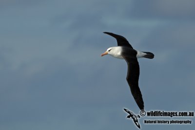 Campbell Albatross a2276.jpg