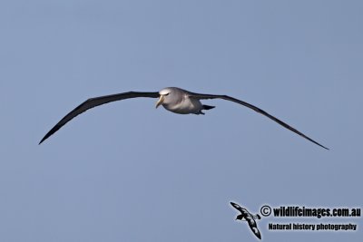 Salvins Albatross a0735.jpg