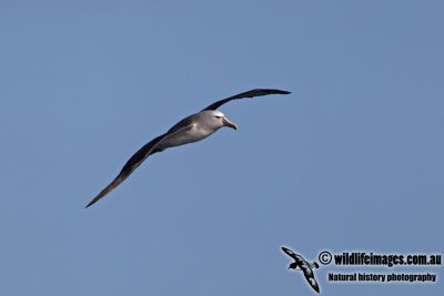 Salvins Albatross a0757.jpg