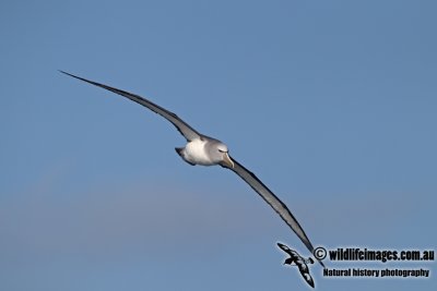 Salvins Albatross a0759.jpg