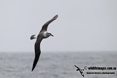 Shy Albatross a5532.jpg