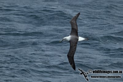 White-capped Albatross a6157.jpg