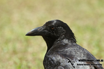 Torresian Crow a3558.jpg