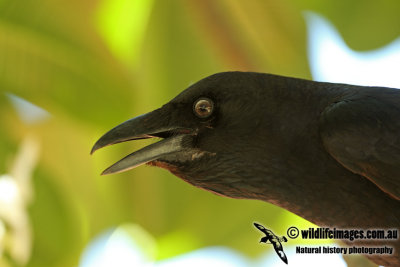 Torresian Crow a3568.jpg