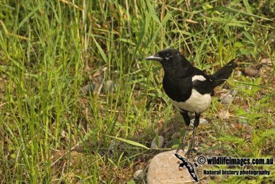 Common Magpie a0123.jpg