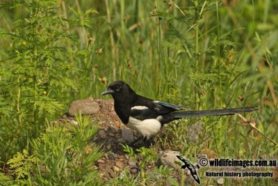 Common Magpie a0129.jpg