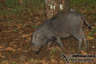 Bearded Pig a2738.jpg