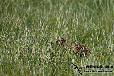 Subantarctic Snipe a1606.jpg