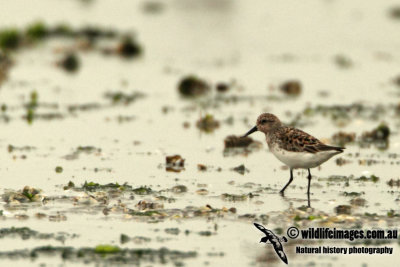 Spoon-billed Sandpiper a9964.jpg