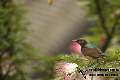 Brown-throated Sunbird - Anthreptes malacensis