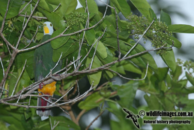 Black-naped Fruit-Dove a0439.jpg