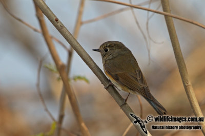 Red-flanked Bluetail a7529.jpg