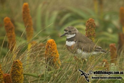 Double-banded Plover a6358.jpg