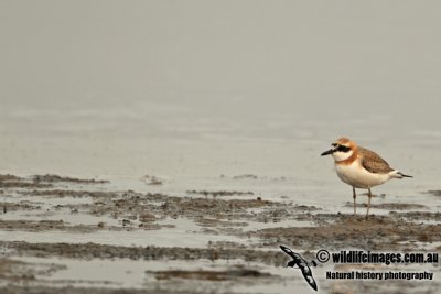 Greater Sand Plover a8237.jpg