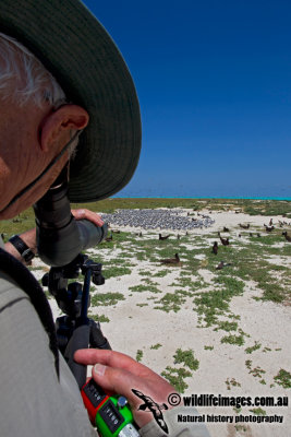 Seabird Count 0603.jpg