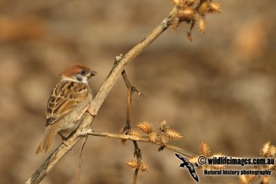 Tree Sparrow a0111.jpg