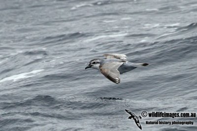 Antarctic Prion a6849.jpg