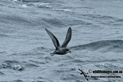 Mottled Petrel a6103a.jpg