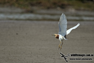 Javan Pond Heron a1454.jpg