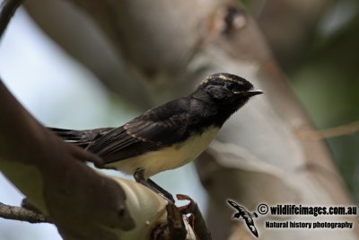 Willie Wagtail a9545.jpg