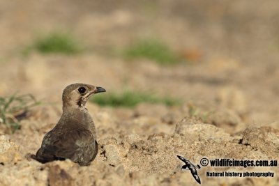 Oriental Pratincole a4718.jpg