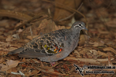 Common Bronzewing a7987.jpg