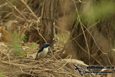 Siberian Blue Robin a8627.jpg