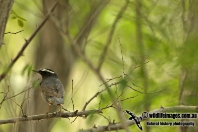 Siberian Thrush a8625.jpg