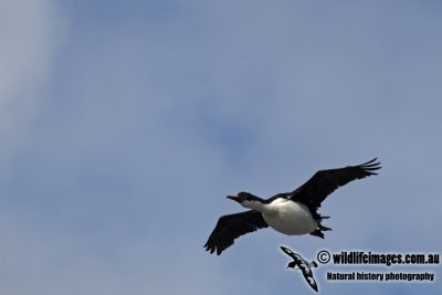 Macquarie Island Imperial Shag a8589.jpg