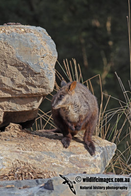 Brush-tailed Rock-Wallaby 4541.jpg