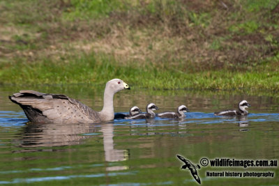 Cape Barren Goose kw1101.jpg