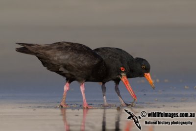 g4/73/838473/3/145035194.vv7yZicV.jpg