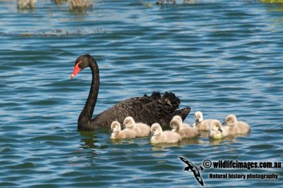Black Swan kw7358.jpg